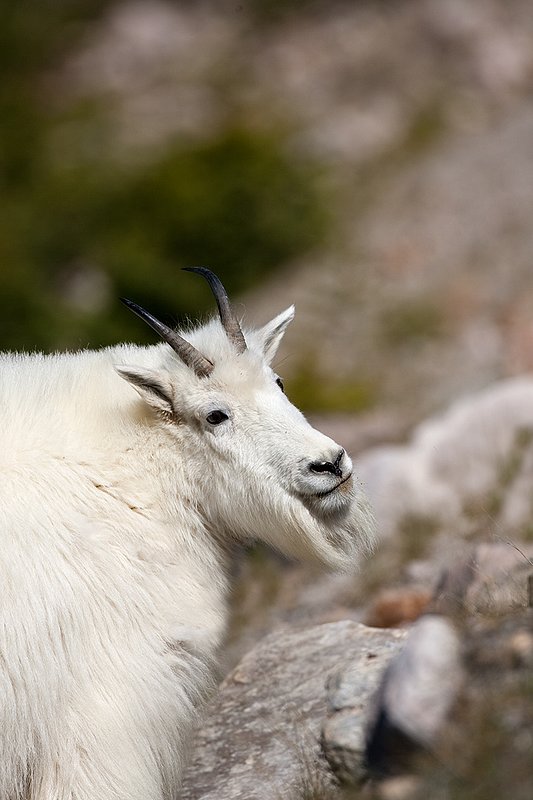 TC-Mountain Goats-D00357-00072.jpg :: Mountain Goat in late winter pelage head/shoulder portrait