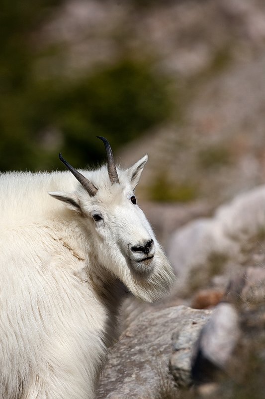 TC-Mountain Goats-D00357-00074.jpg :: Mountain Goat in late winter pelage head/shoulder portrait