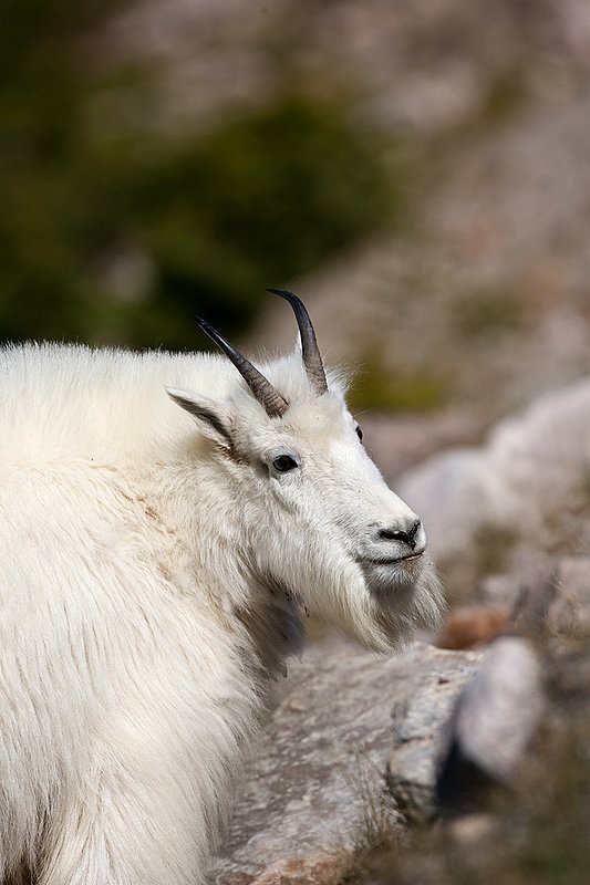 TC-Mountain Goats-D00357-00077.jpg :: Mountain Goat in late winter pelage head/shoulder portrait