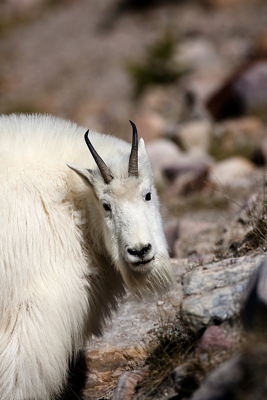 TC-Mountain Goats-D00357-00079.jpg :: Mountain Goat in late winter pelage head/shoulder portrait