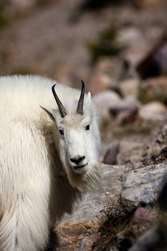 TC-Mountain Goats-D00357-00082.jpg :: Mountain Goat in late winter pelage head/shoulder portrait