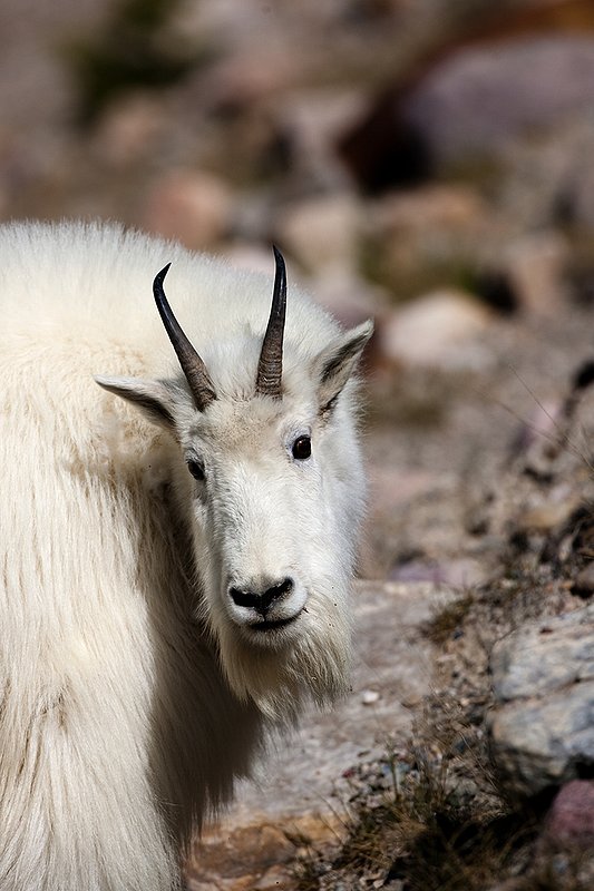 TC-Mountain Goats-D00357-00087.jpg :: Mountain Goat in late winter pelage head/shoulder portrait