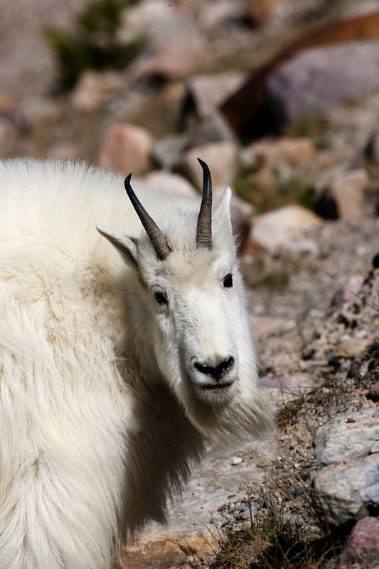 TC-Mountain Goats-D00357-00093.jpg :: Mountain Goat in late winter pelage head/shoulder portrait