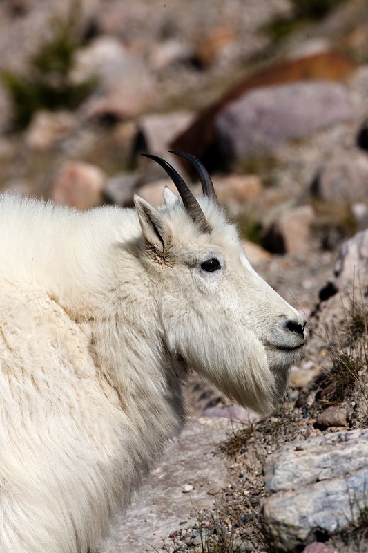 TC-Mountain Goats-D00357-00095.jpg :: Mountain Goat in late winter pelage head/shoulder portrait