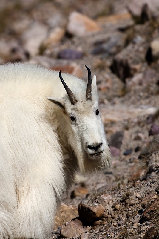 TC-Mountain Goats-D00357-00096.jpg :: Mountain Goat in late winter pelage head/shoulder portrait