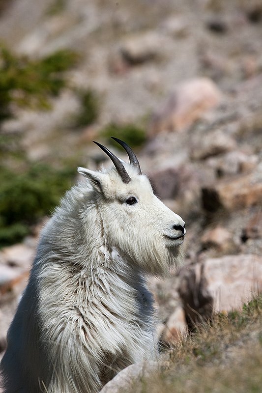 TC-Mountain Goats-D00357-00123.jpg :: Mountain Goat in late winter pelage head/shoulder portrait