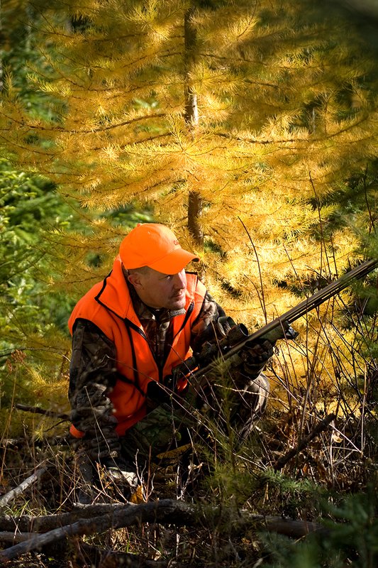 TC-Muzzleloader Hunters-D90008-00812.jpg :: Muzzleloader Hunter wearing Realtree AP Brown camo and a florescent orange vest and hat crouched down in a ground blind of pines and Western Larch while waiting for big game