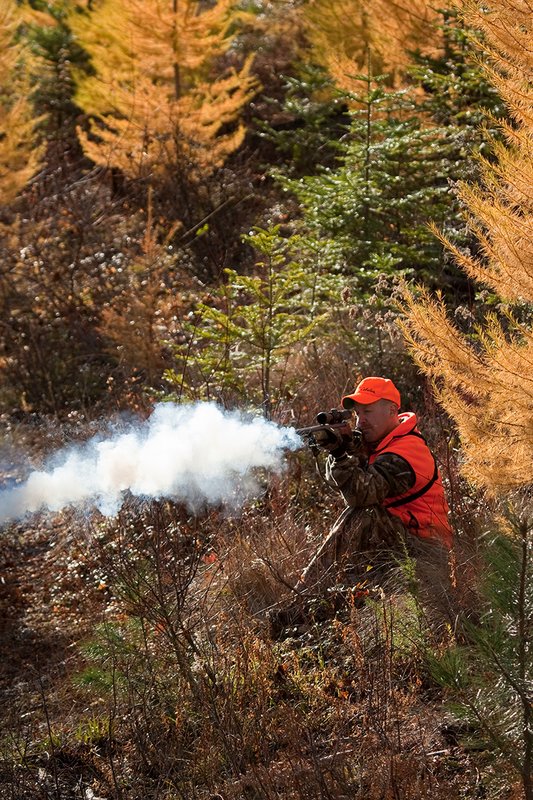 TC-Muzzleloader Hunters-D90008-00833.jpg :: Muzzleloader Hunter wearing Realtree AP Brown camo and a florescent orange vest and hat crouched down shooting his CVA muzzleloader amist pines and Western Larch