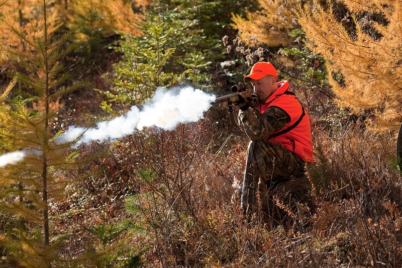 TC-Muzzleloader Hunters-D90008-00845.jpg :: Muzzleloader Hunter wearing Realtree AP Brown camo and a florescent orange vest and hat crouched down shooting his CVA muzzleloader amist pines and Western Larch