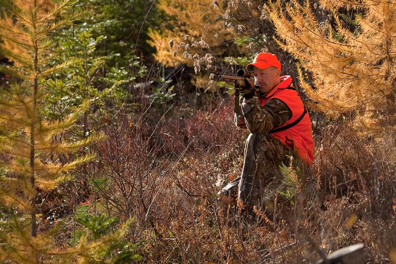 TC-Muzzleloader Hunters-D90008-00857.jpg :: Muzzleloader Hunter wearing Realtree AP Brown camo and a florescent orange vest and hat crouched down shooting his CVA muzzleloader amist pines and Western Larch