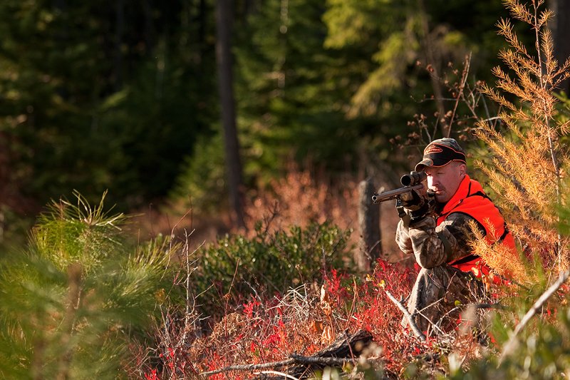 TC-Muzzleloader Hunters-D90008-00866.jpg :: Muzzleloader Hunter wearing Realtree AP Brown camo and a florescent orange vest and hat crouched down shooting his CVA muzzleloader amist pines and Western Larch