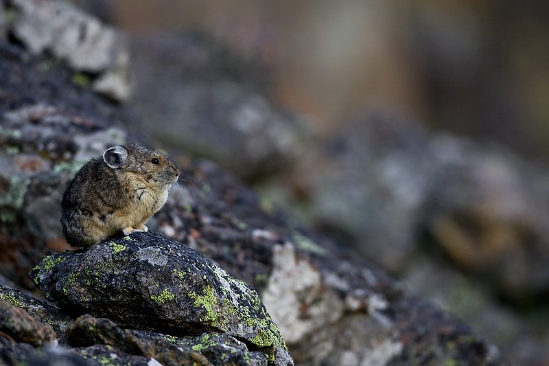TC-Pika-D00723-00002.jpg :: Pika Sitting on rocks, large boulder field