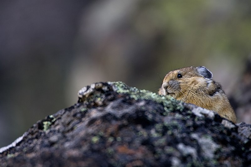 TC-Pika-D00723-00006.jpg :: Pika Sitting on rocks, large boulder field