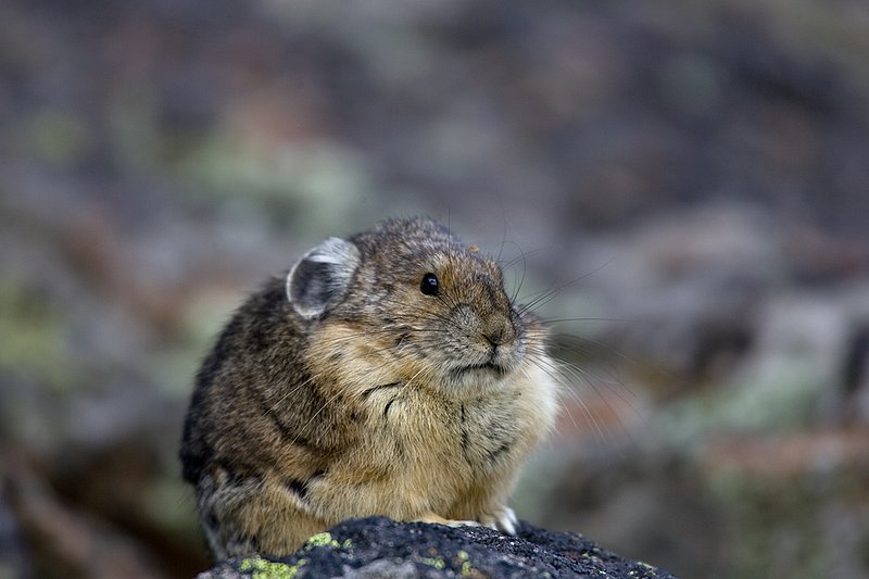 TC-Pika-D00723-00008.jpg :: Pika Sitting on rocks, large boulder field