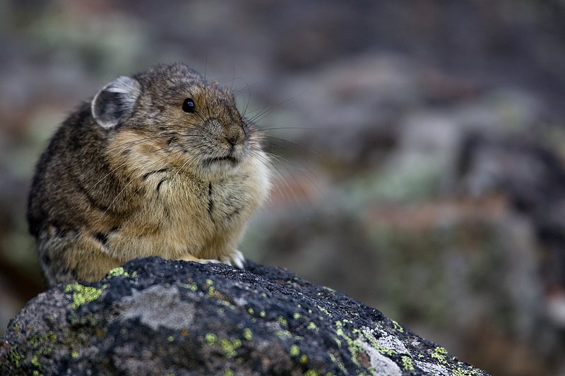 TC-Pika-D00723-00009.jpg :: Pika Sitting on rocks, large boulder field