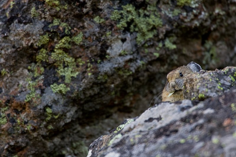 TC-Pika-D00723-00014.jpg :: Pika eating stalk of plant while sitting atop boulder among a boulder field