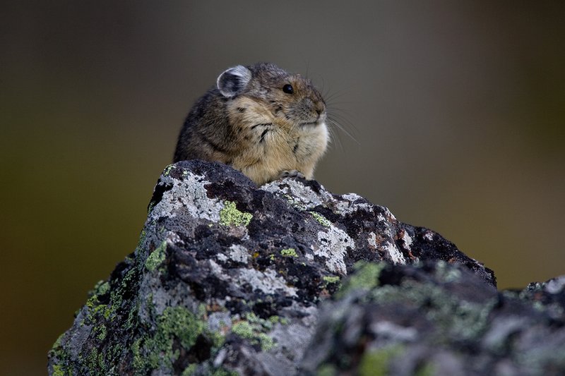 TC-Pika-D00723-00017.jpg :: Pika Sitting on rocks, large boulder field