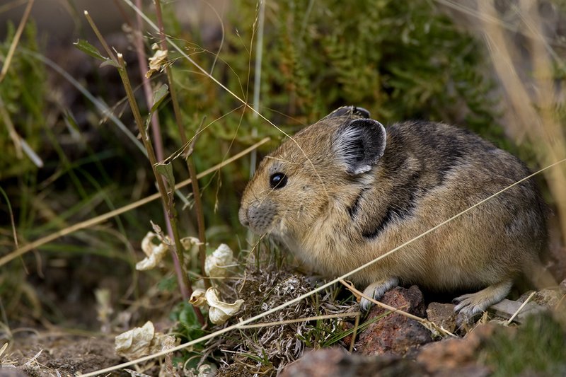 TC-Pika-D00723-00019.jpg :: Pika Sitting on rocks, large boulder field