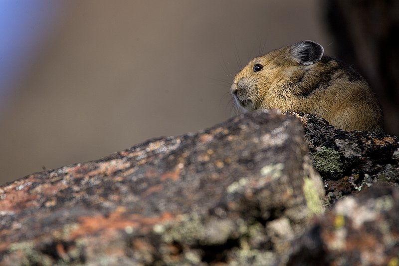TC-Pika-D00723-00021.jpg :: Pika Sitting on rocks, large boulder field