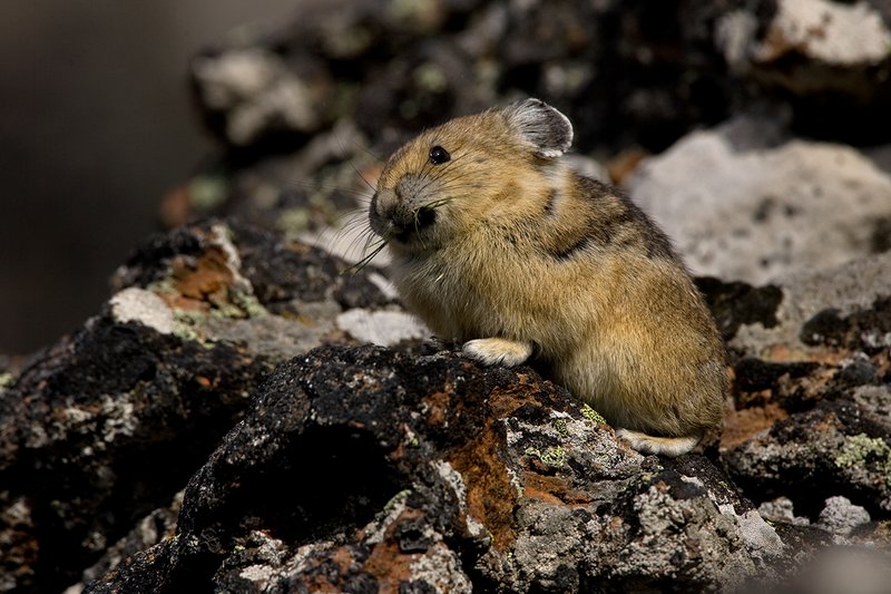 TC-Pika-D00723-00023.jpg :: Pika Sitting on rocks, large boulder field