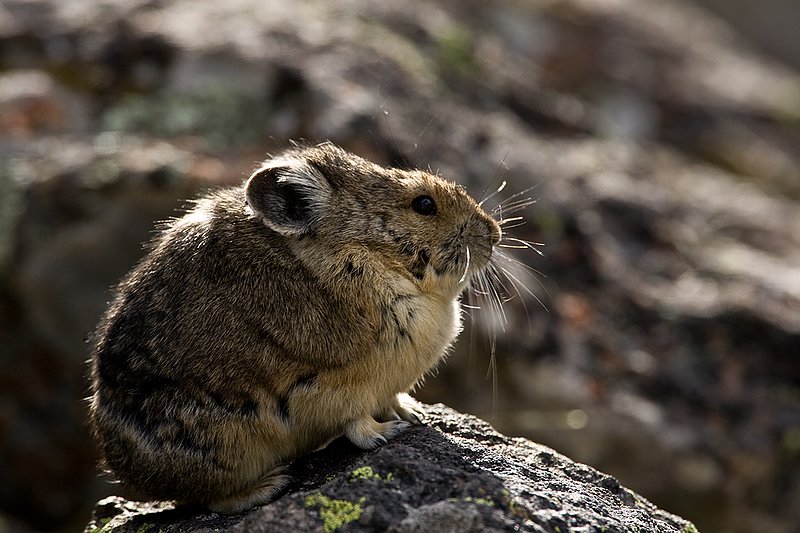 TC-Pika-D00723-00026.jpg :: Pika Sitting on rocks, large boulder field