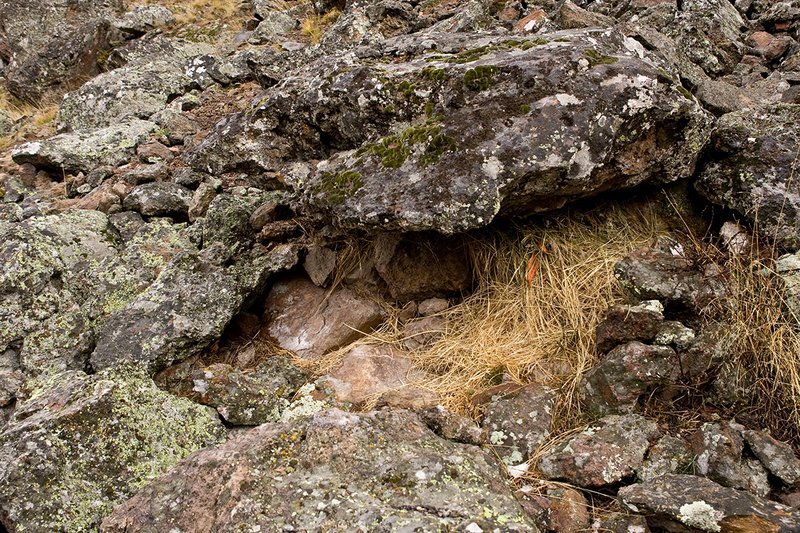 TC-Pika-D00723-00027.jpg :: Haystack of Pika, hidden under rock ledge so snow will not cover it during winter snows