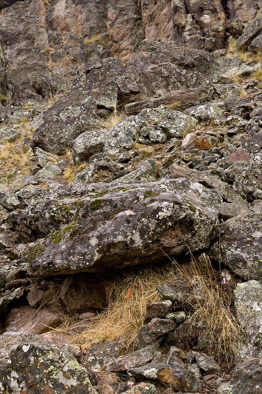 TC-Pika-D00723-00031.jpg :: Haystack of Pika, hidden under rock ledge so snow will not cover it during winter snows