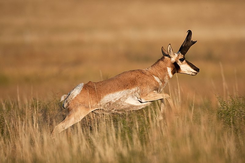 TC-Pronghorn Bucks-D00760-00793.jpg :: 16 inch Pronghorn Buck running at full speed broadside across grassy prairie