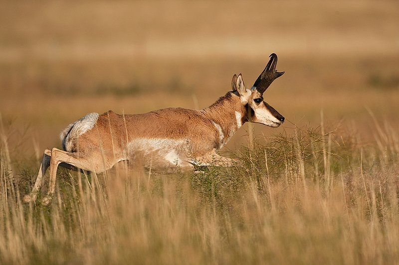 TC-Pronghorn Bucks-D00760-00794.jpg :: 16 inch Pronghorn Buck running at full speed broadside across grassy prairie