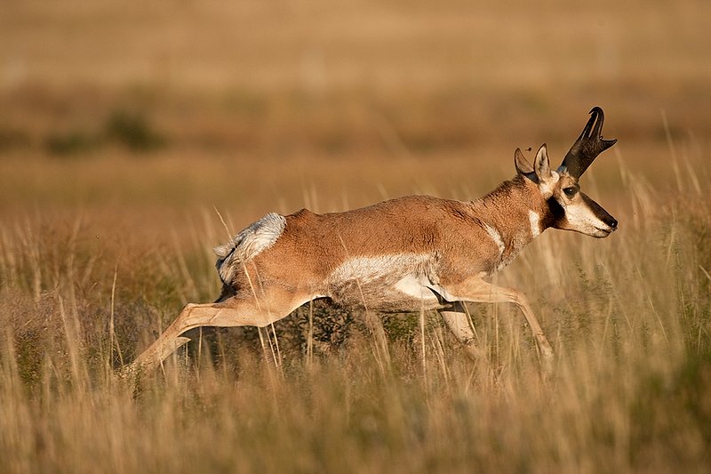 TC-Pronghorn Bucks-D00760-00795.jpg :: 16 inch Pronghorn Buck running at full speed broadside across grassy prairie