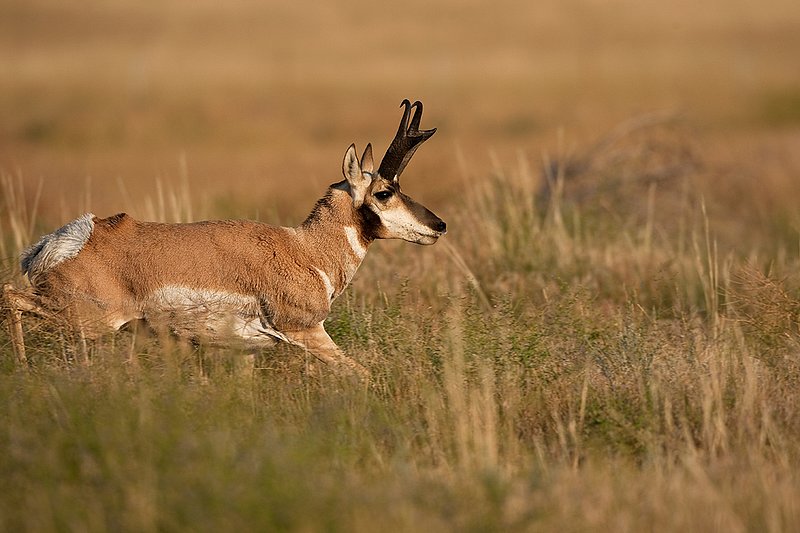 TC-Pronghorn Bucks-D00760-00797.jpg :: 16 inch Pronghorn Buck running at full speed broadside across grassy prairie
