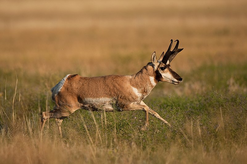 TC-Pronghorn Bucks-D00760-00798.jpg :: 16 inch Pronghorn Buck running at full speed broadside across grassy prairie