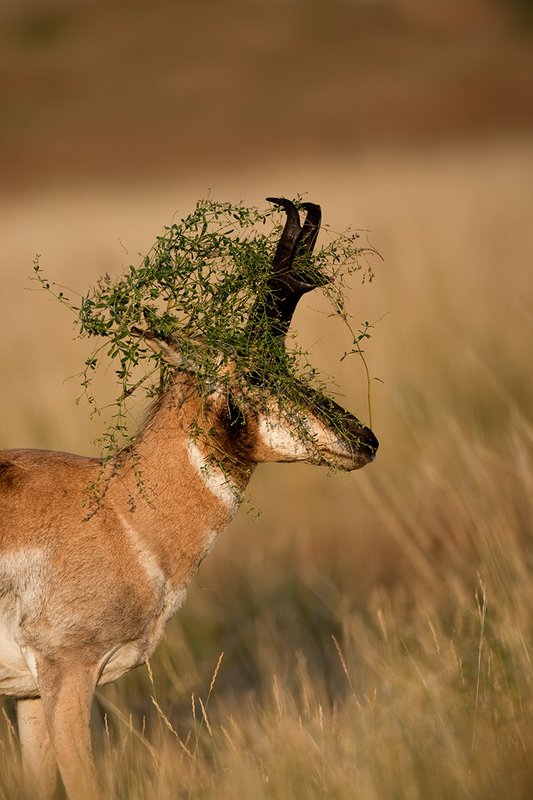 TC-Pronghorn Bucks-D00760-00819.jpg :: Pronghorn Antelope Buck (16 inch+) raking horns on plant and lifting head with part of plant hanging from his horns