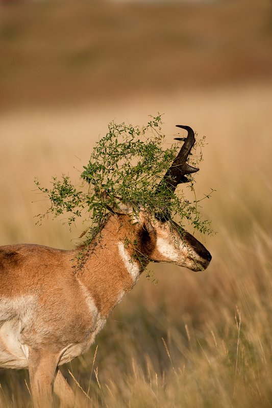 TC-Pronghorn Bucks-D00760-00827.jpg :: Pronghorn Antelope Buck (16 inch+) raking horns on plant and lifting head with part of plant hanging from his horns