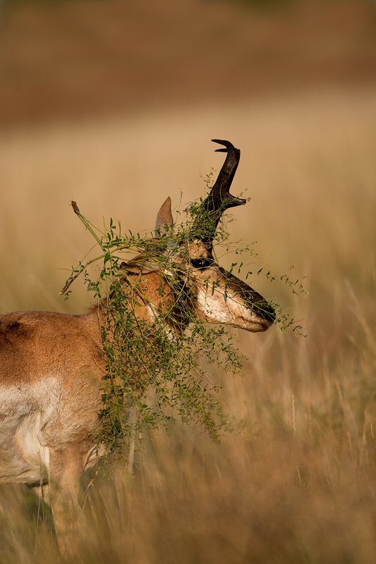 TC-Pronghorn Bucks-D00760-00830.jpg :: Pronghorn Antelope Buck (16 inch+) raking horns on plant and lifting head with part of plant hanging from his horns
