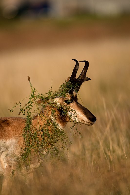 TC-Pronghorn Bucks-D00760-00831.jpg :: Pronghorn Antelope Buck (16 inch+) raking horns on plant and lifting head with part of plant hanging from his horns