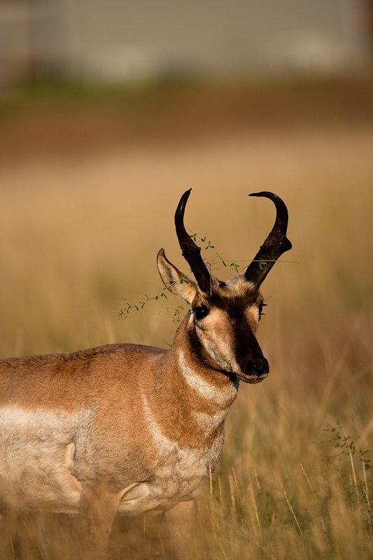 TC-Pronghorn Bucks-D00760-00835.jpg :: Pronghorn Antelope Buck (16 inch+) raking horns on plant and lifting head with part of plant hanging from his horns