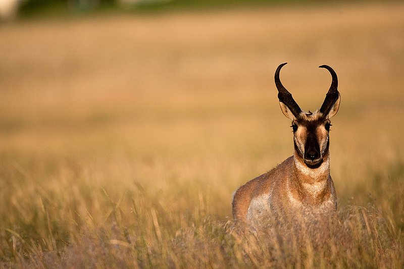 TC-Pronghorn Bucks-D00760-01166.jpg :: Pronghorn Antelope Buck (16 inch + horns) standing alertly straight on in tall grass prairie