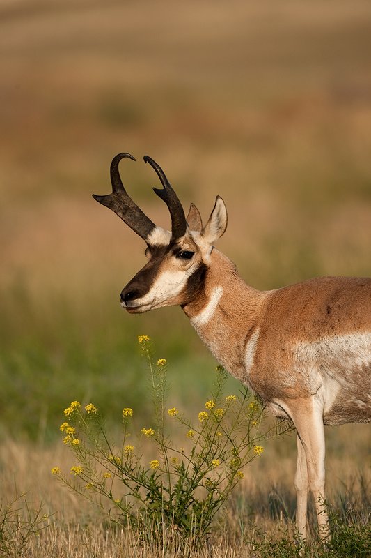 TC-Pronghorn Bucks-D00760-01191.jpg :: Pronghorn Antelope Buck (16 inch + horns) standing alertly on grassland prairie
