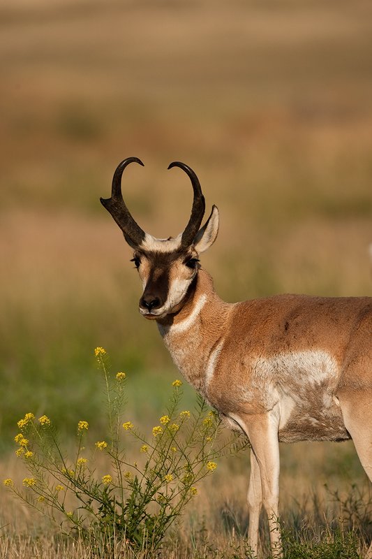 TC-Pronghorn Bucks-D00760-01194.jpg :: Pronghorn Antelope Buck (16 inch + horns) standing alertly on grassland prairie