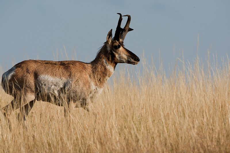 TC-Pronghorn Bucks-D00760-01476.jpg :: Trophy class Pronghorn Buck trotting through tall grass on an open prairie ridge
