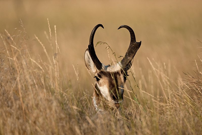 TC-Pronghorn Bucks-D00760-01490.jpg :: Trophy class Pronghorn Buck peering over the crest of a tall grass open prairie ridge looking for danger