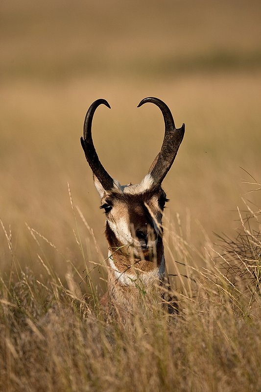 TC-Pronghorn Bucks-D00760-01493.jpg :: Trophy class Pronghorn Buck peering over the crest of a tall grass open prairie ridge looking for danger