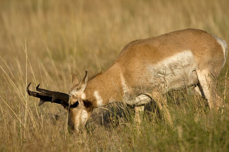 TC-Pronghorn Bucks-D00760-01497.jpg :: Trophy class Pronghorn Buck feeding on grass in a tall grass prairie