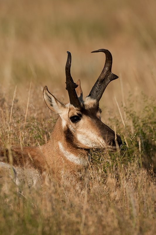 TC-Pronghorn Bucks-D00760-01499.jpg :: Trophy class Pronghorn Buck bedded in grass in open prairie