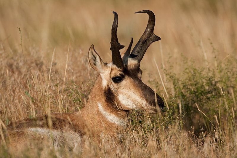 TC-Pronghorn Bucks-D00760-01502.jpg :: Trophy class Pronghorn Buck bedded in grass in open prairie