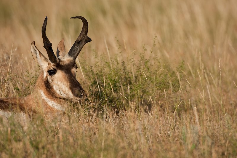TC-Pronghorn Bucks-D00760-01506.jpg :: Trophy class Pronghorn Buck bedded in grass in open prairie