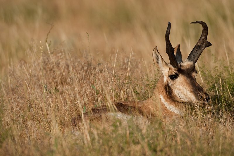 TC-Pronghorn Bucks-D00760-01509.jpg :: Trophy class Pronghorn Buck bedded in grass in open prairie