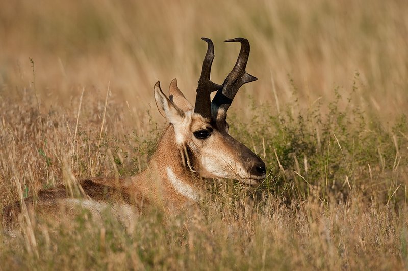 TC-Pronghorn Bucks-D00760-01514.jpg :: Trophy class Pronghorn Buck bedded in grass in open prairie