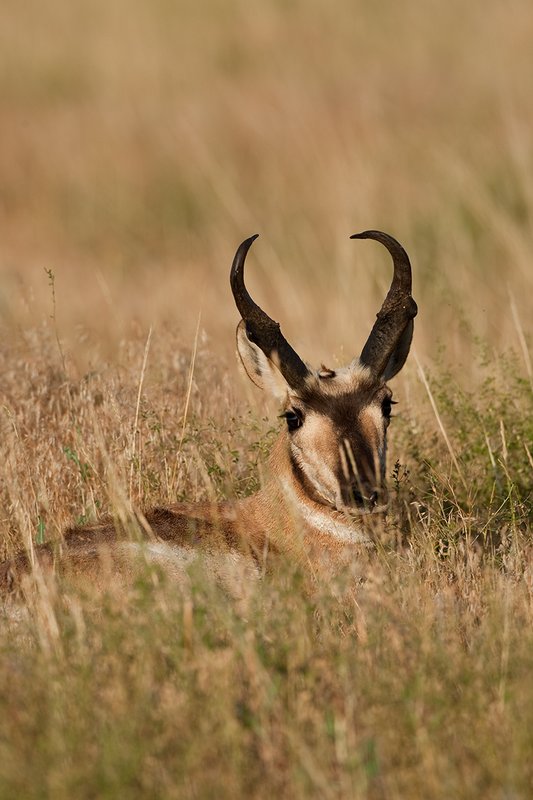 TC-Pronghorn Bucks-D00760-01518.jpg :: Trophy class Pronghorn Buck bedded in grass in open prairie